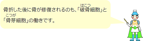 骨折した後に骨が修復されるのも、「破骨（はこつ）細胞」と「骨芽（こつが）細胞」の働きです。