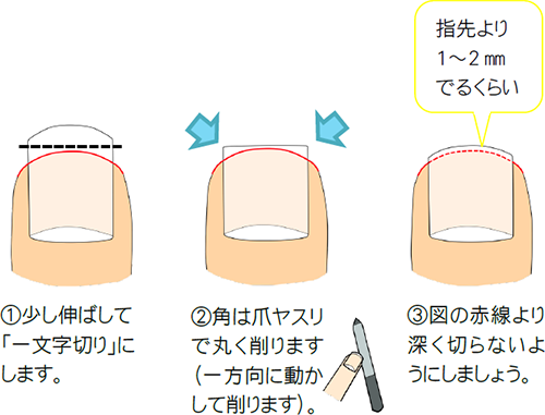 爪の切り方