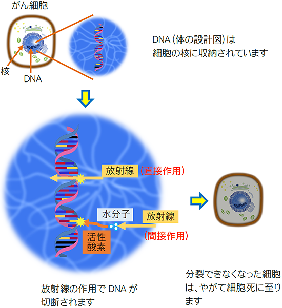 放射線の細胞への作用（イメージ）
