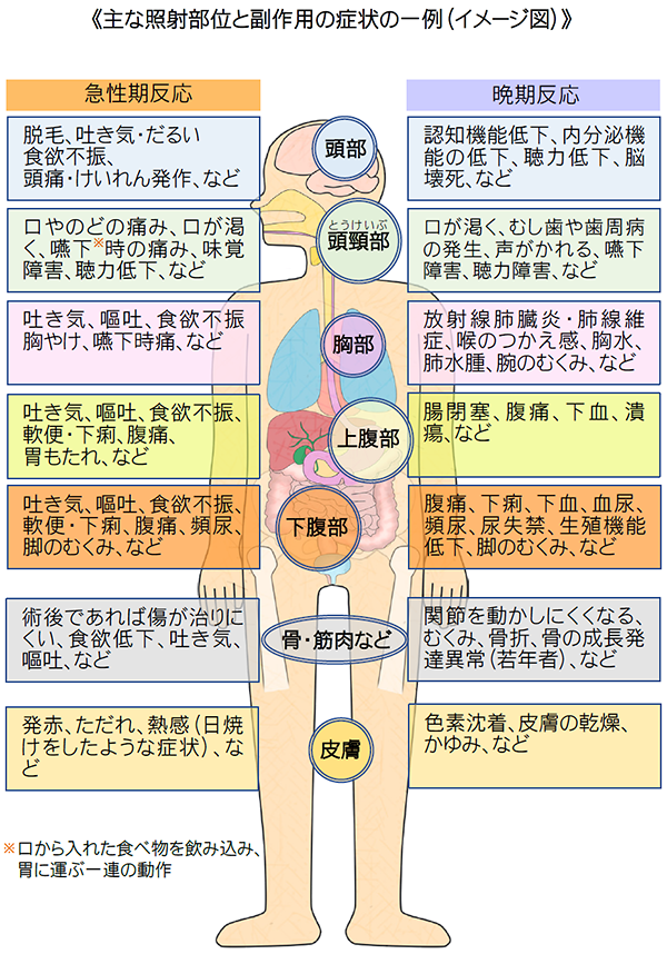 Survivorship Jp がんと向きあって ｜がん放射線治療の概要｜放射線治療の副作用（有害事象）と対策｜放射線治療の副作用（有害事象）とは