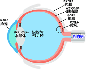 眼の組織のイラスト